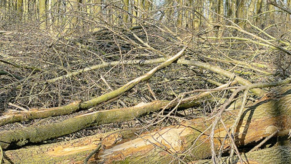 Gefällte Bäume am Montag im Stadtwald. Nach Stadtangaben haben die schweren Stürme vor zwei Wochen aber keine größeren Schäden angerichtet.  © Foto: Hanken