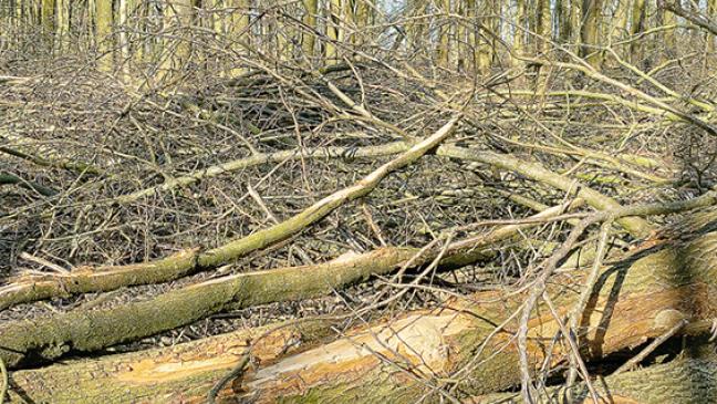 Stadtwald soll  sturmfester werden