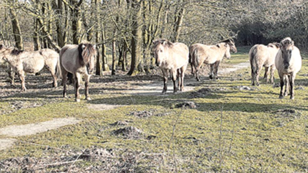 Das Beweidungsprojekt mit den Koniks läuft noch bis Ende nächsten Jahres. Ob die Pferde auch danach noch zum Bild des Hesseparks gehören, ist fraglich.  © Foto: Berents