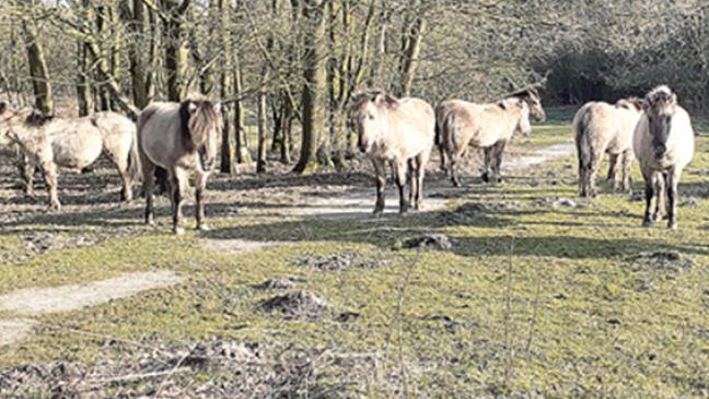 Keine Koniks mehr im Hessepark?
