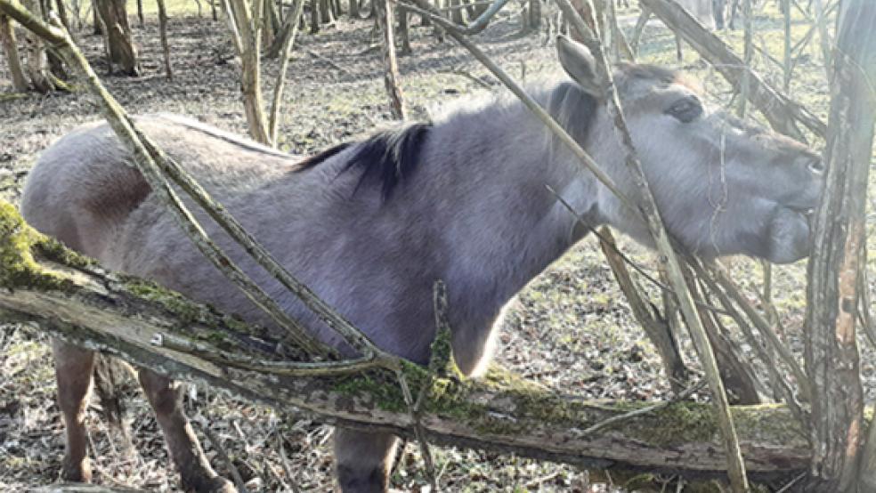 Die Pferde fressen nicht nur Gras, sondern knabbern auch die Baumrinde an. Dadurch werden die Bäume geschwächt.  © Foto: Berents