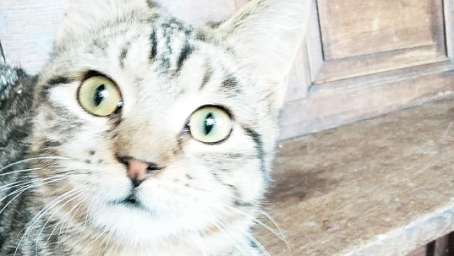 Gechipt, kastriert und geimpft