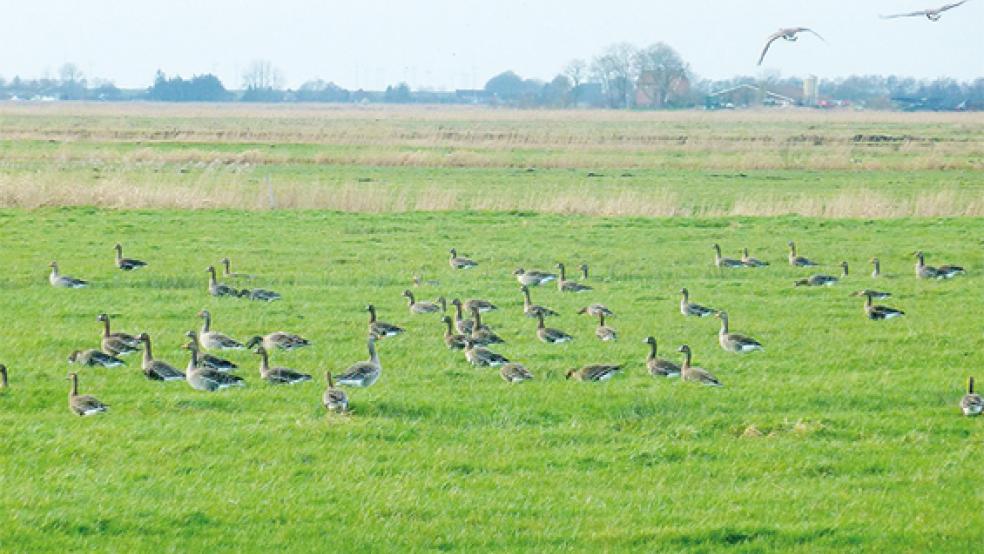 Blässgänse im Hammrich. Der Nabu bietet wieder eine Exkursion im Rheiderland an.  © Foto: Agnes Ratering/Nabu