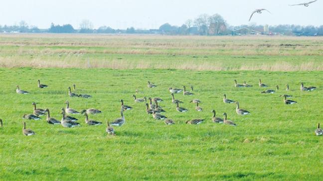 Noch einmal zu den Gänsen