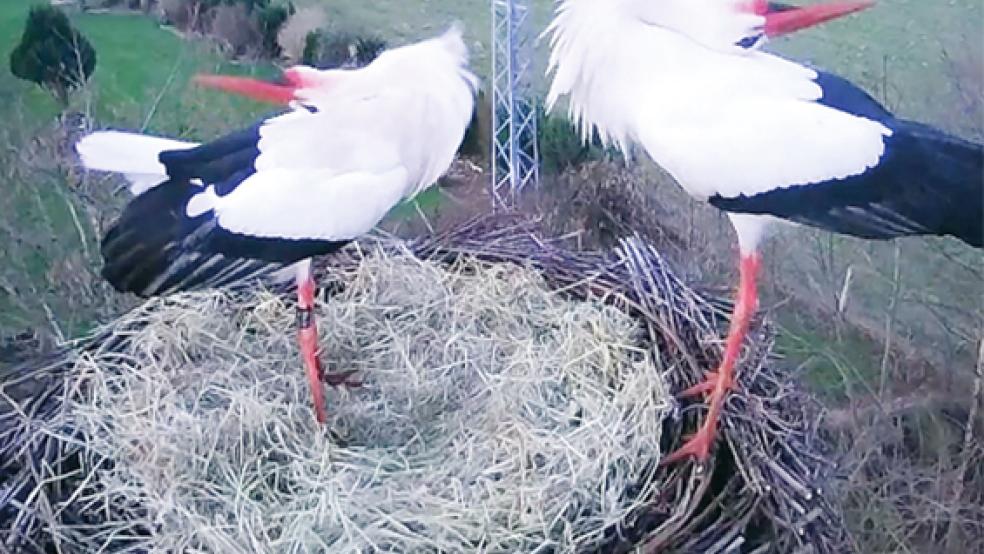 »Klappert« jetzt fremd: Storchendame Hilde aus Vellage hat nun einen neuen Heinz an ihrer Seite.  © Fotos: Gosseling