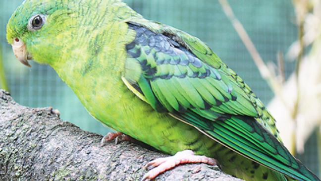 Bunter Vogel sucht neues Zuhause