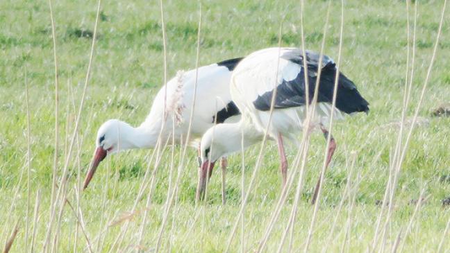 Wo klappt es und wo klappert es nur?