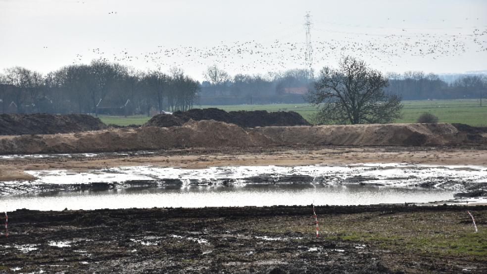 Im Süßwasserteich im Süden des Polders befinden sich noch Reste einer ehemaligen Emsschleife. © Foto: ArL Weser-Ems