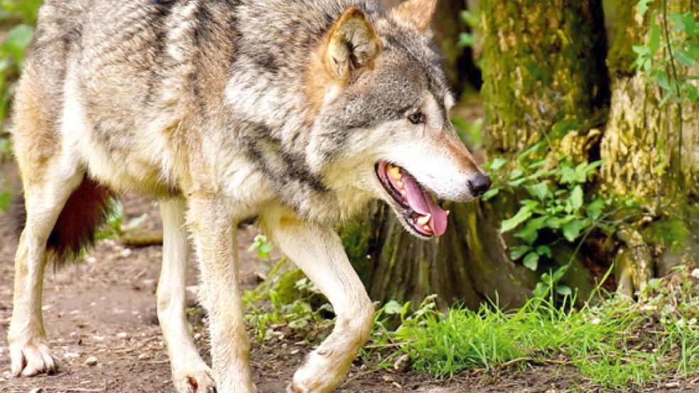 Ein Wolf hat in der vergangenen Woche auf dem Emsdeich mehrere Schafe gerissen.  © Foto: pixabay