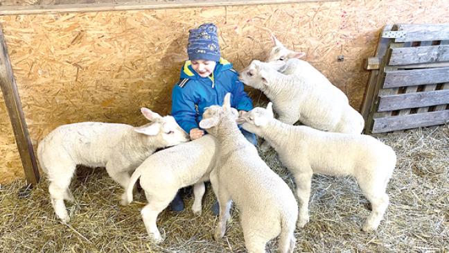 29 wollige Spielkameraden mit vier Beinen