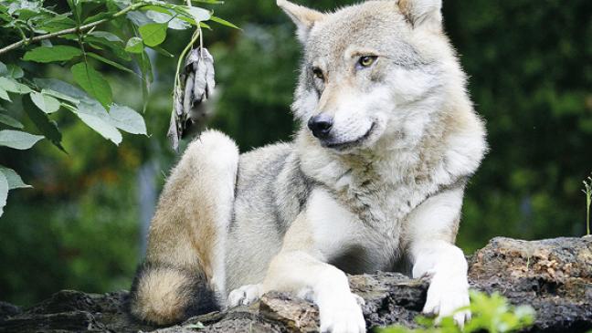 Isegrim labt sich an Deichschafen