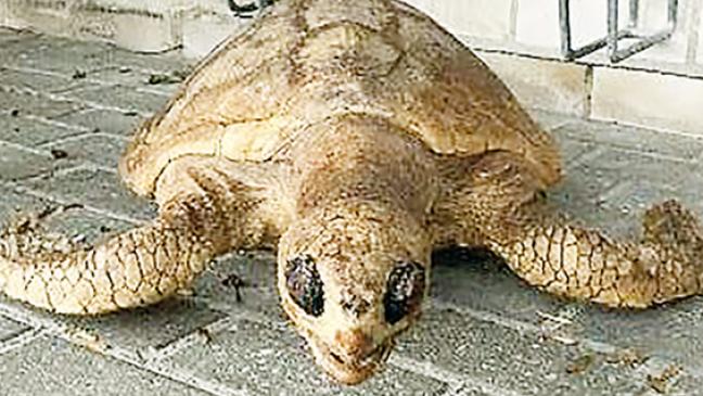 Ausgestopfte Schildkröte landet im Beet