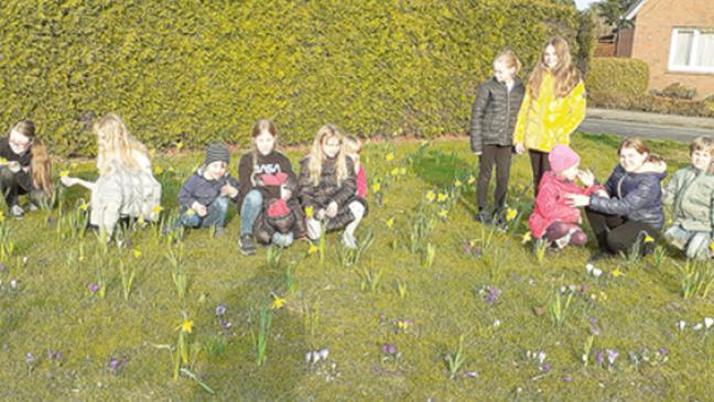 Blumenmeer in der Tichelstraße