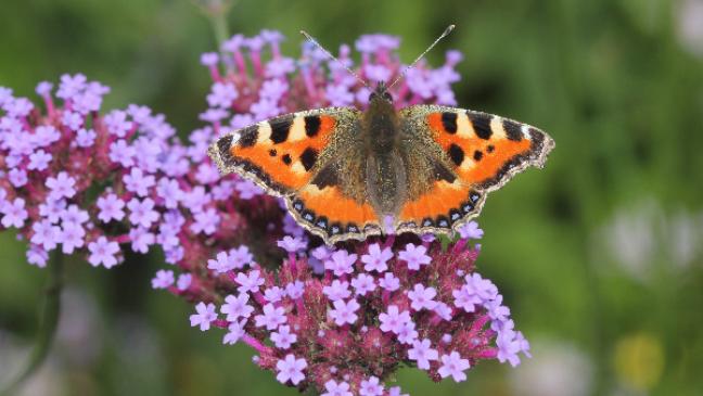 Schmetterlinge zählen und melden