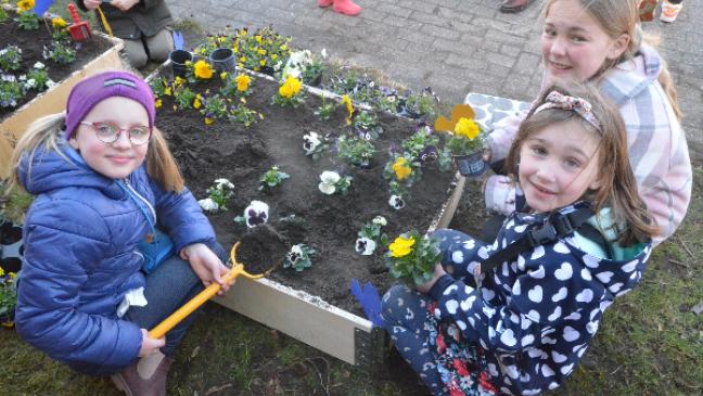 Blumenbeete leuchten in den Farben der Ukraine