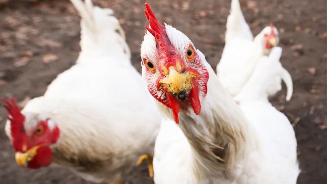 Landkreis lässt die Hühner raus