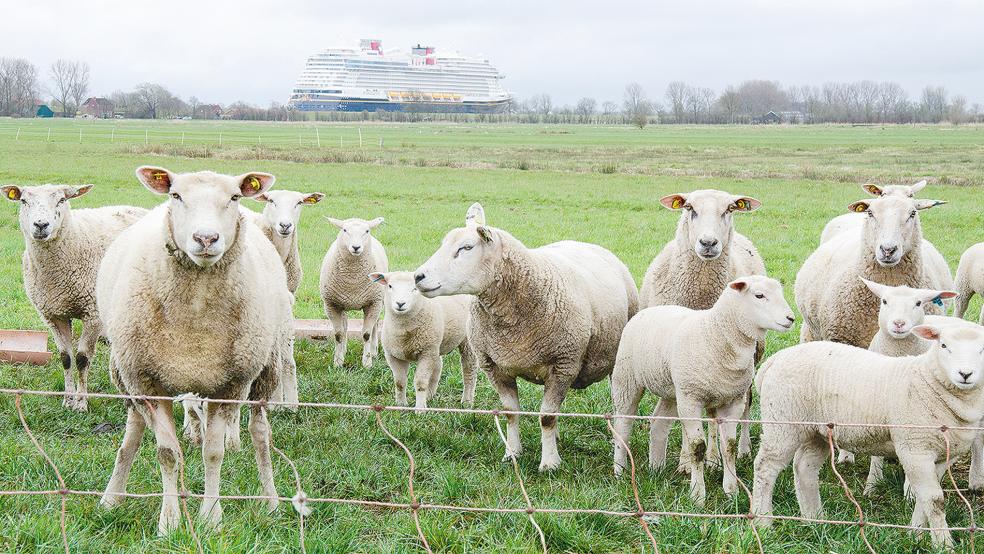 Relativ unbeeindruckt zeigte sich diese Schafherde in Stapelmoor bei der Ankunft der »Disney Wish« (im Hintergrund).  © Fotos: Hanken