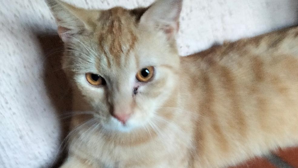 »Sebastian« kann im Mai seinen ersten Geburtstag feiern, der junge Kater sucht ein Zuhause.  © Foto: Foto: Tierschutz