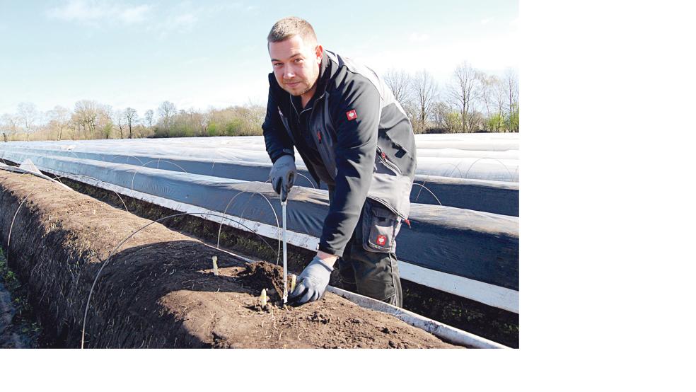 Sobald die Spargelstange aus dem Erdwall heraus wächst, kann sie geerntet werden. Hier greift Daniel Santen zum Spargelmesser, um das »weiße Gold« aus der Erde zu holen. © Foto: Hoegen