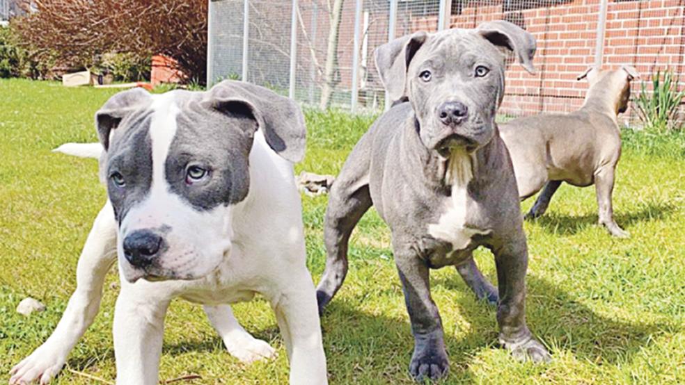 Vier kleine Welpen möchte der Tierschutz gerne in liebevolle Hände vermitteln.  © Foto: Tierschutz