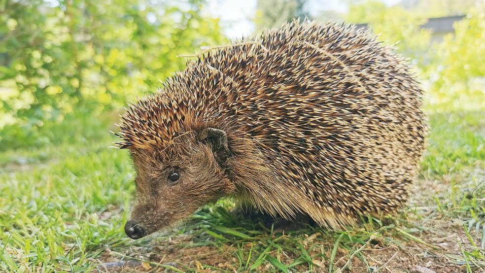 Der Nabu Ostfriesland gibt Tipps, wie man mit Igeln umgehen sollte.  © Foto: privat