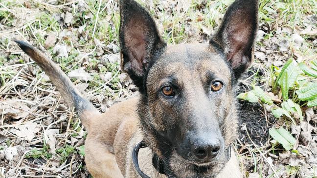 »Mayla« sucht ein neues Zuhause