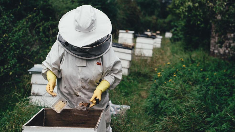 Ein Imker bei seinen Bienenvölkern, hier ein Symbolbild. In Papenburg wurden 14 Bienenstöcke gestohlen.  © Foto: Pixabay