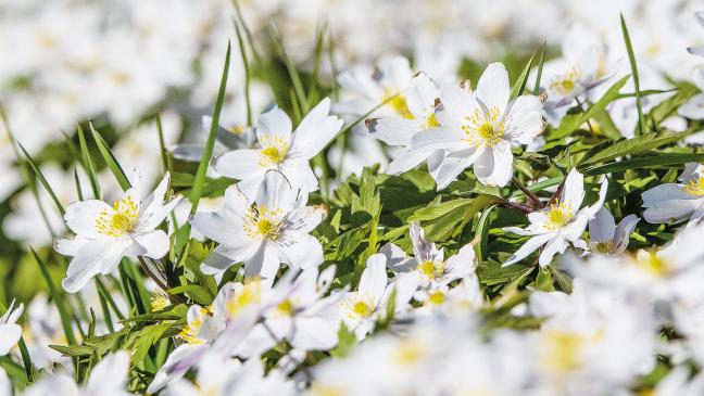 Ein Waldfest für Familien in Ihlow