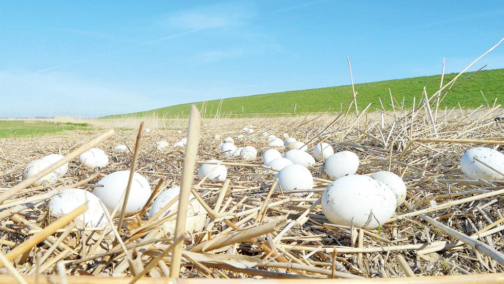 Gänseeier im Teek an der Ems. Der NABU fürchtet den Verlust von tausenden Gelegen an der Ems nach der Passage der »Disney Wish«.  © Foto: Eilert Voss