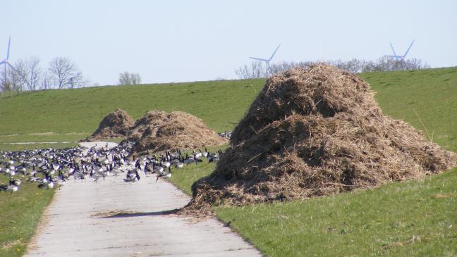 Teek-Massen türmen sich auf