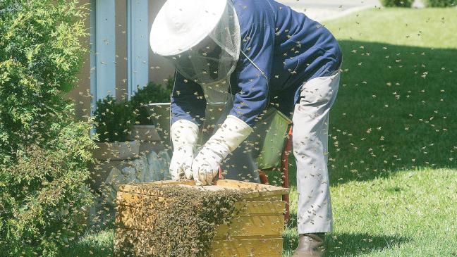 Bienen stehen bei Dieben hoch im Kurs