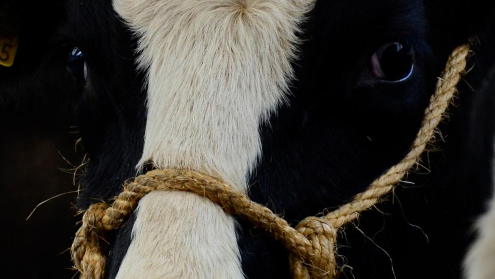 Bei Tag ist so eine Kuh eine beeindruckende Erscheinung, wenn man so einem Tier bei Nacht mitten im Ort begegnet, kann man sich schon erschrecken.  © Symbolfoto: RZ-Archiv