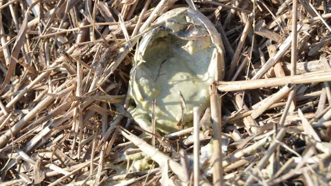 Eier weg:  War Emsstau nicht Schuld?