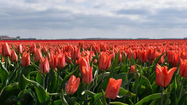 »Koningsdag« mit Tulpen, Braderie und Medaillen