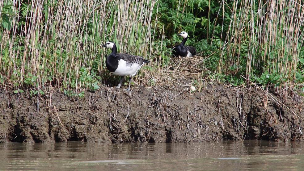 Überflutungen während der Ems-Aufstauungen vernichten Gänsegelege auf Hatzumersand. Nun sollen Möglichkeiten ausgelotet werden, das zu vermeiden.  © Foto: Eilert Voss