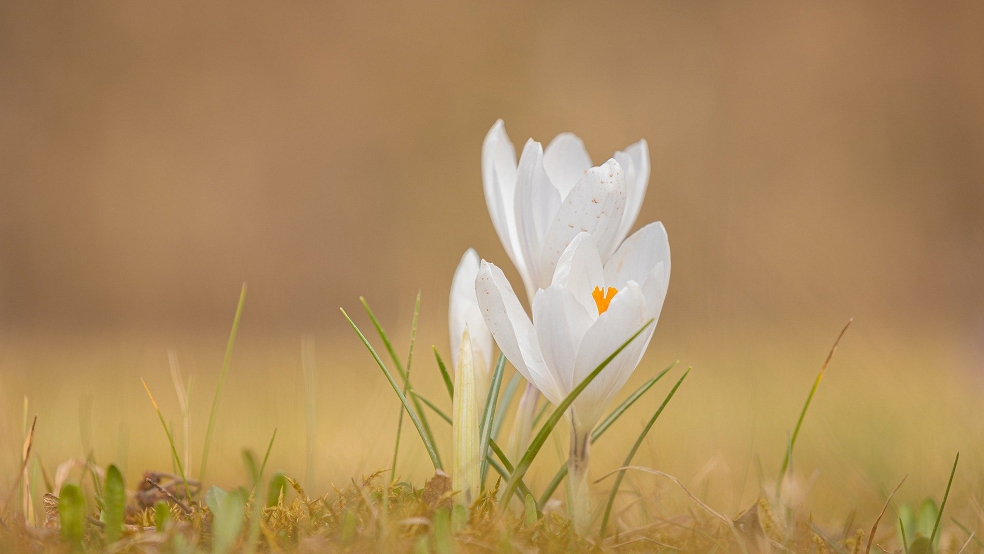 Der April im Rheiderland war mild, es gab relativ viel Sonnenschein im zweiten Frühlingsmonat des Jahres.  © Symbolfoto: ixabay