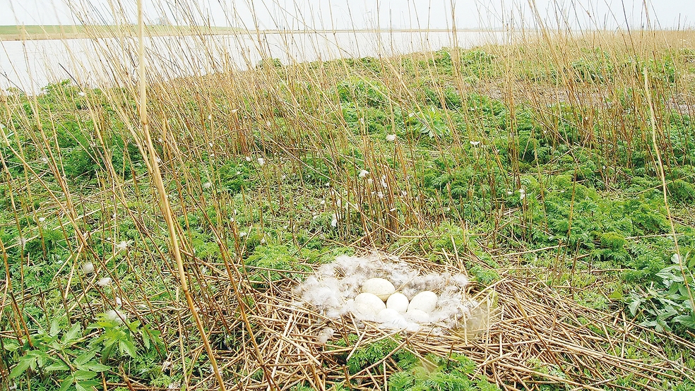 Ein Gelege mit Eiern von Nonnengänsen vor der Überflutung der Insel Hatzumer Sand.  © Foto: Eilert Voss