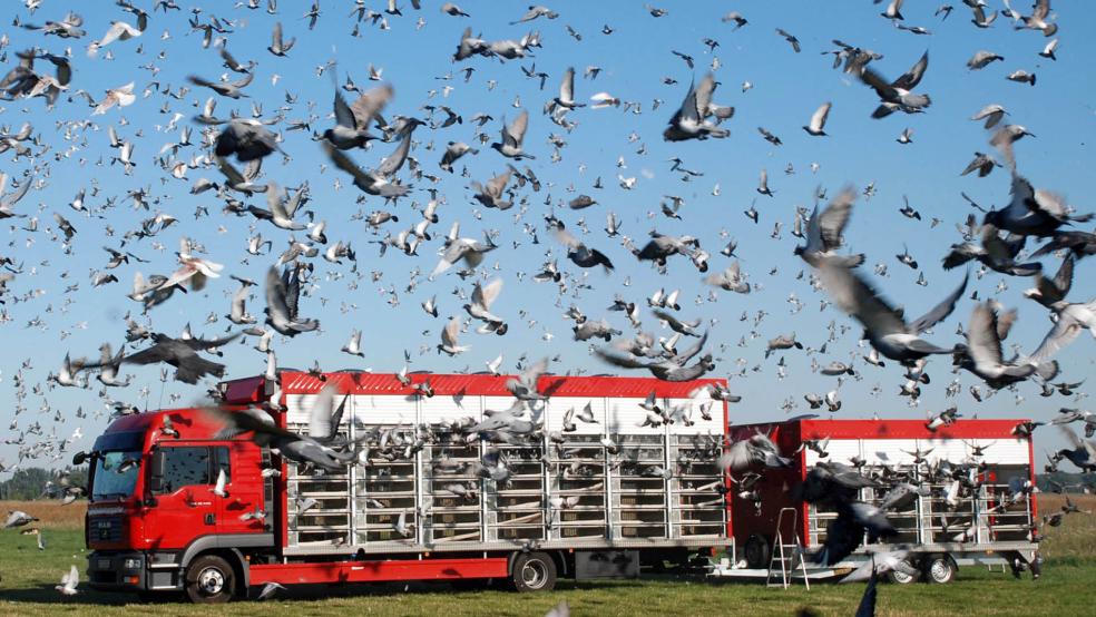 Die Tauben für den ersten Preisflug der Saison wurden in Borken aufgelassen.  © Archivfoto: Verband Deutscher Brieftaubenzüchter