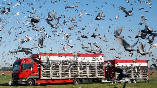 Schnellste Taube kommt aus Holthusen