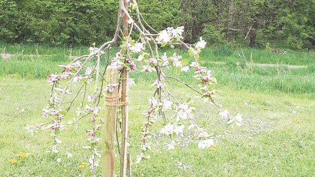 Apfelbäume umgeknickt