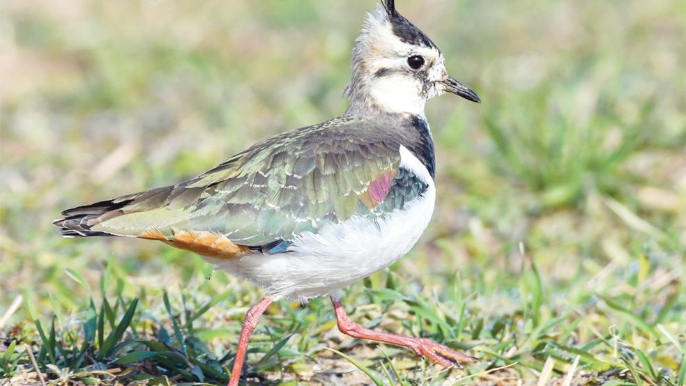 Der Kiebitz gehört zu den Wiesenvögeln, deren Bestände stark abnehmen.  © Foto: Pleul (dpa)