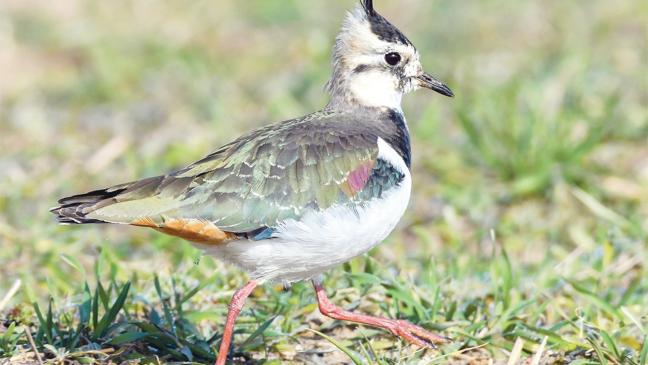 Weg frei für Öko-Station