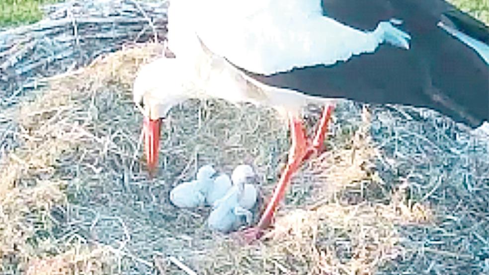 Auch im Nest des Vogelzucht- und Naturschutzvereins Weener bei Monika und Johann Santjer an der Kirchstraße in Holthusen sind die ersten beiden Storchenküken geschlüpft.  © Foto: privat