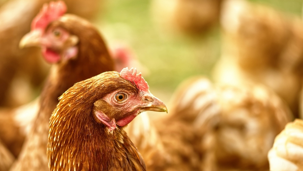 Mehrere Hühner und ein Hahn sind aus einem Gehege in Bunde gestohlen worden.  © Pixabay