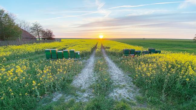 Blühende Rapsfelder und sinkende Sonne im Rheiderland