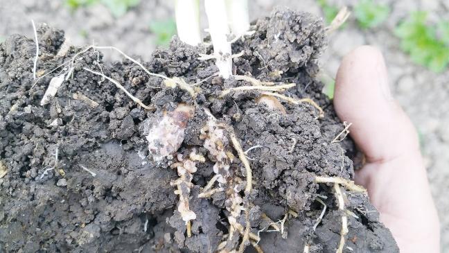 In Sorge wegen trockener Böden