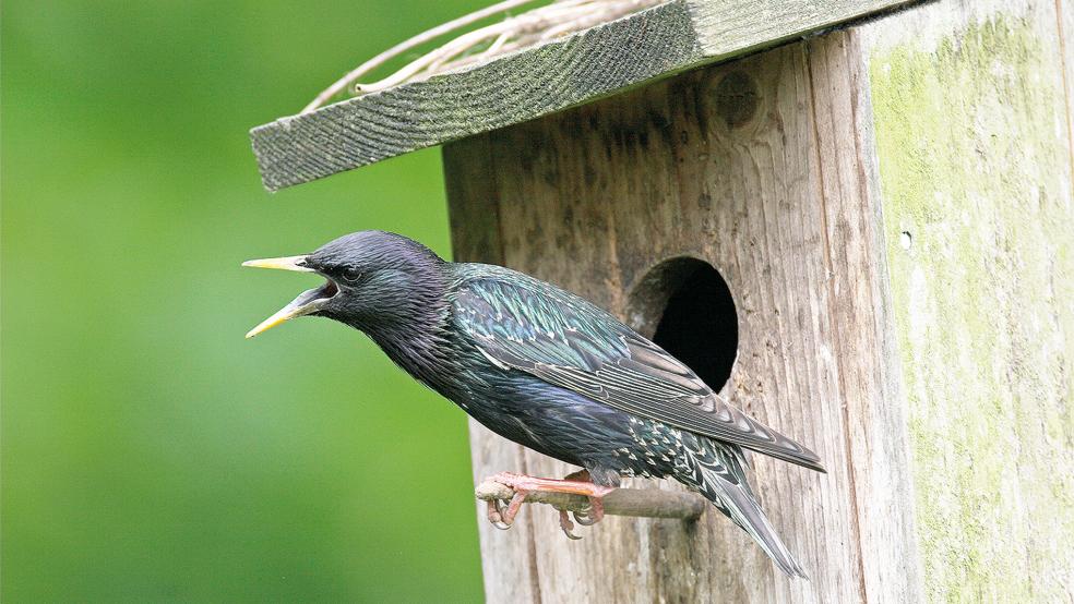 Die Bestände an Amseln haben sich in Ostfriesland nach Angaben des Naturschutzbundes wieder »einigermaßen erholt«. Eine »erfreuliche Überraschung« habe es bei den Staren (Foto) gegeben, deren Bestände wieder zunahmen.  © Foto: NABU/Hecker