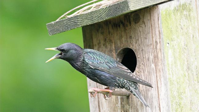 Wieder viele Stare in Ostfriesland zuhause