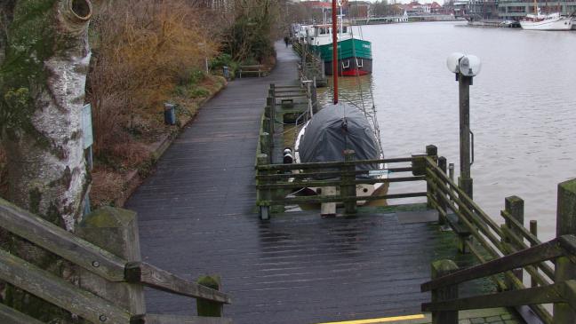 Hund aus Hafenbecken gerettet