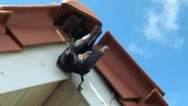 Feuerwehr befreit Vogel aus misslicher Lage